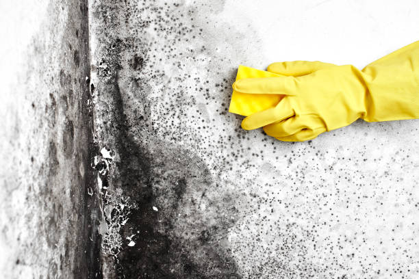 Best Mold Damage Restoration  in Garden City South, NY